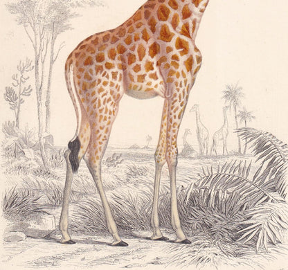1861 GIRAFFE Print - Hand-Coloured Antique Print - Orbigny - Giraffe Wall Art - Animal Gift Decor - 5.75 x 9.75 Inches