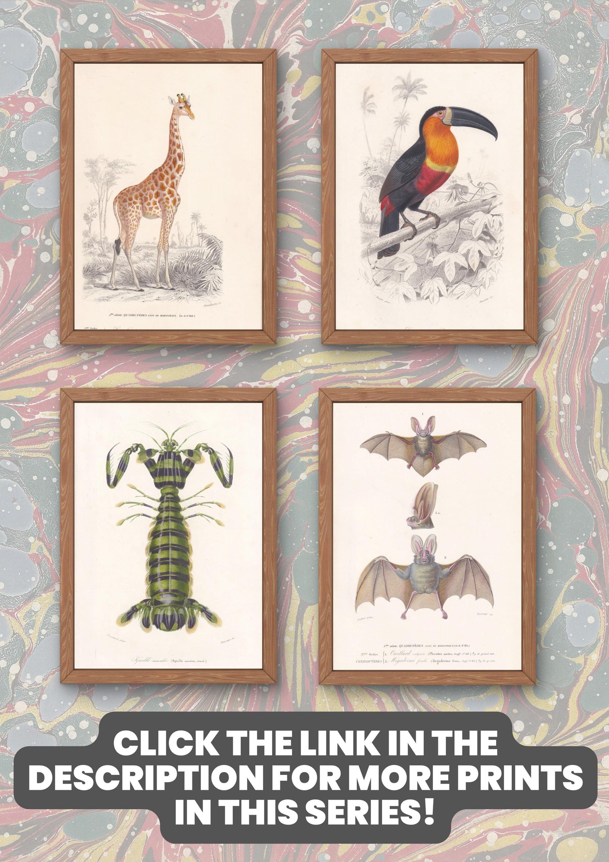 1861 MOOSE & MUSK DEER Print - Hand-Coloured Antique Print - Orbigny - Elk Wall Art - Animal Gift Decor - 5.75 x 9.75 Inches