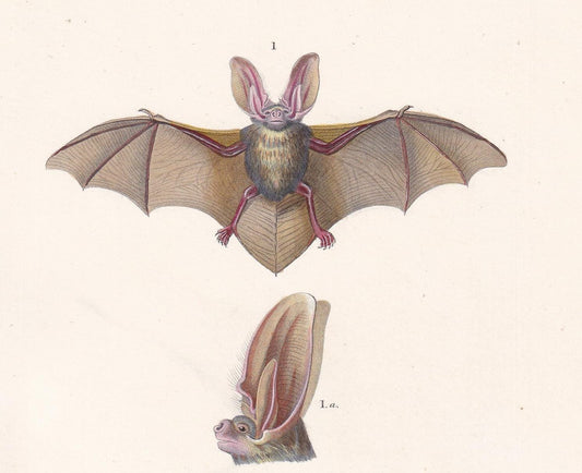 1861 COMMON BAT & Long-Eared Bat Print - Hand-Coloured Antique Print - Orbigny - Bat Wall Art - Animal Gift Decor - 5.75 x 9.
