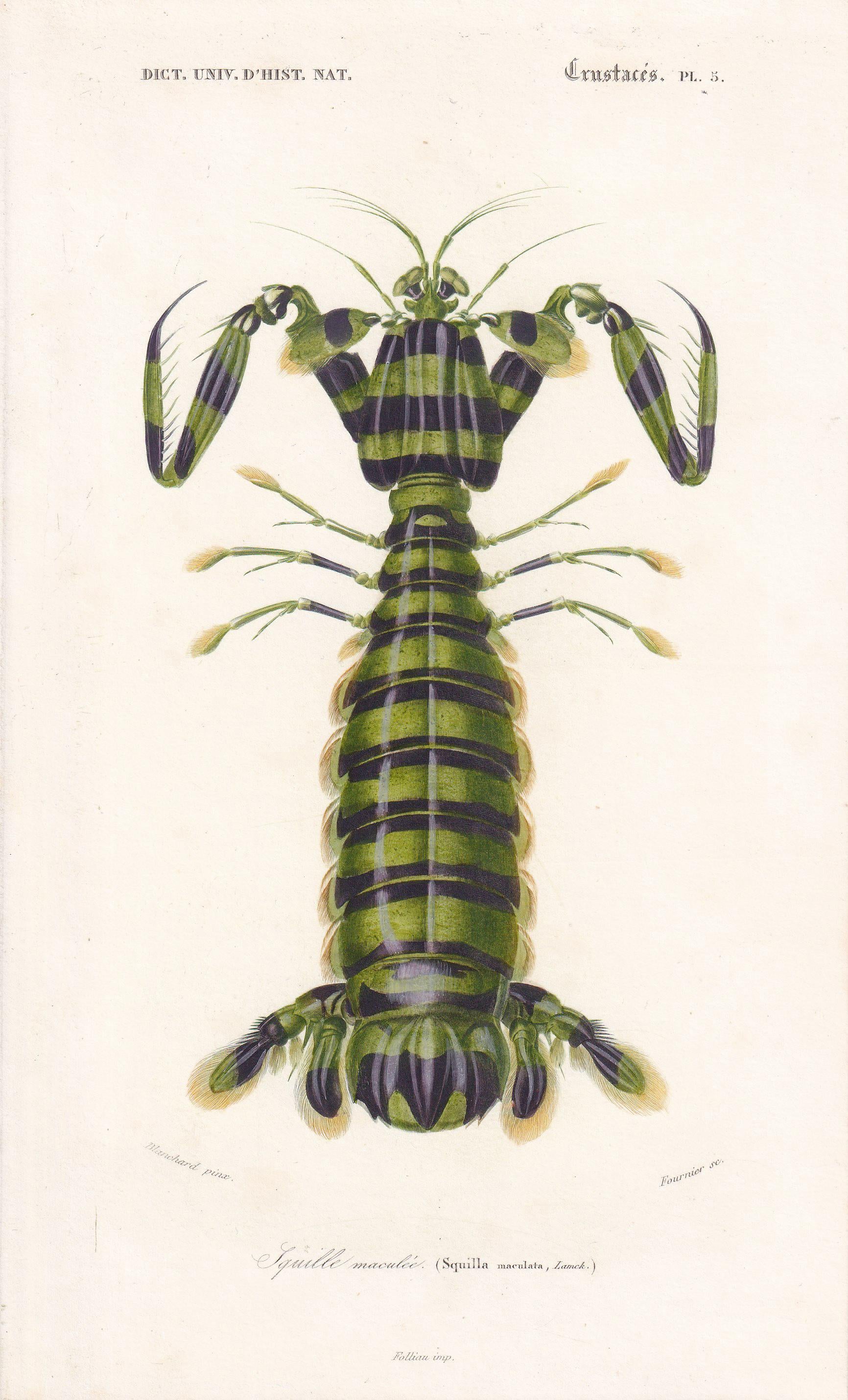 1861 MANTIS SHRIMP Print - Hand-Coloured Antique Print - Orbigny - Sea Life Wall Art - Animal Gift Ocean Decor - 5.5 x 9.75 Inches