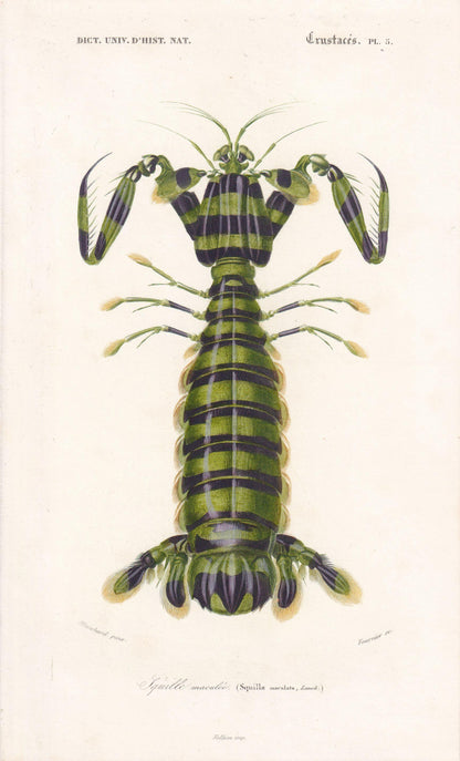 1861 MANTIS SHRIMP Print - Hand-Coloured Antique Print - Orbigny - Sea Life Wall Art - Animal Gift Ocean Decor - 5.5 x 9.75 Inches