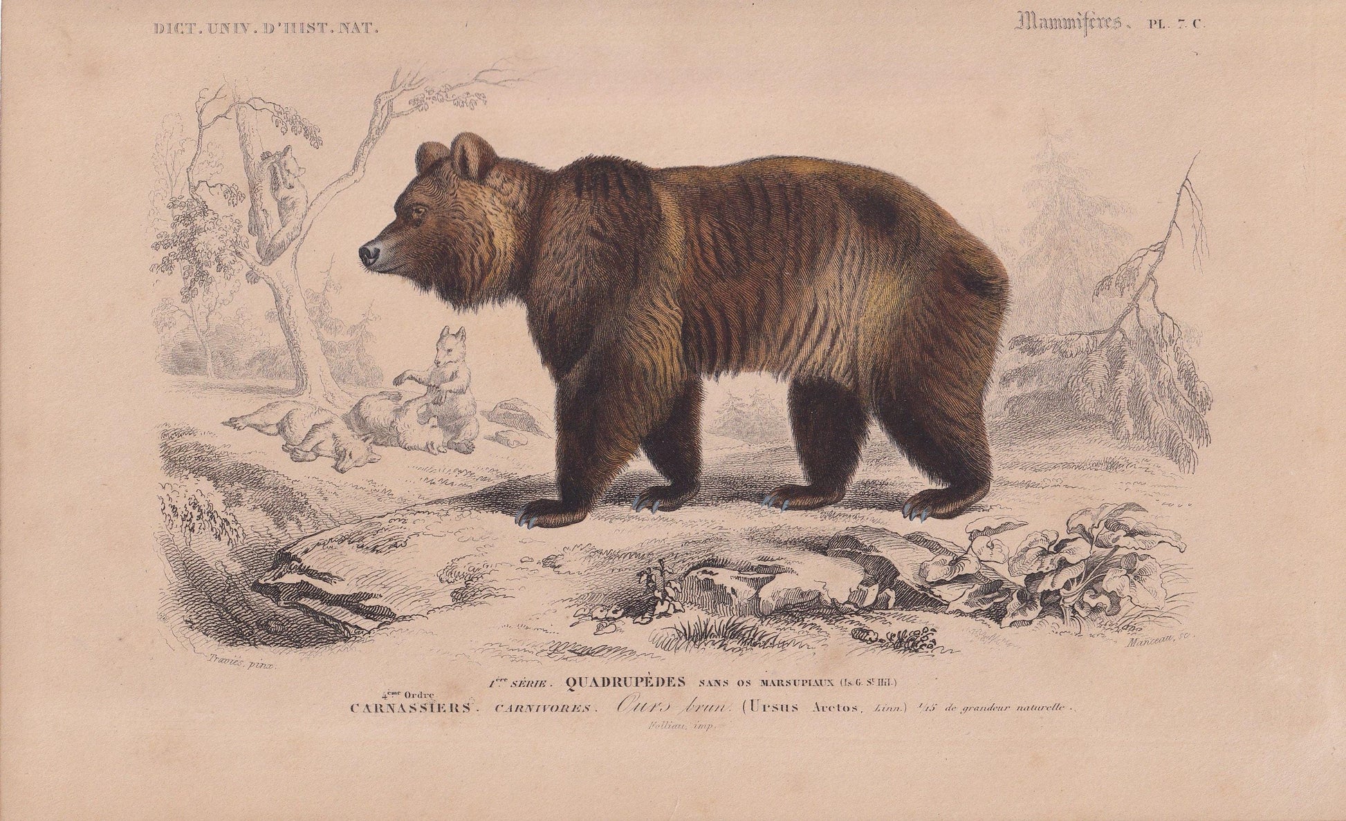 1861 BROWN BEAR Print - Hand-Coloured Antique Print - Orbigny - Bear Wall Art - Animal Gift Decor - Ursine - 9.75 x 5.75 Inch