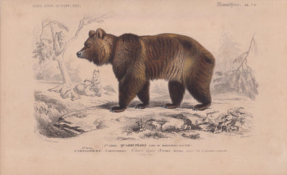 1861 BROWN BEAR Print - Hand-Coloured Antique Print - Orbigny - Bear Wall Art - Animal Gift Decor - Ursine - 9.75 x 5.75 Inch