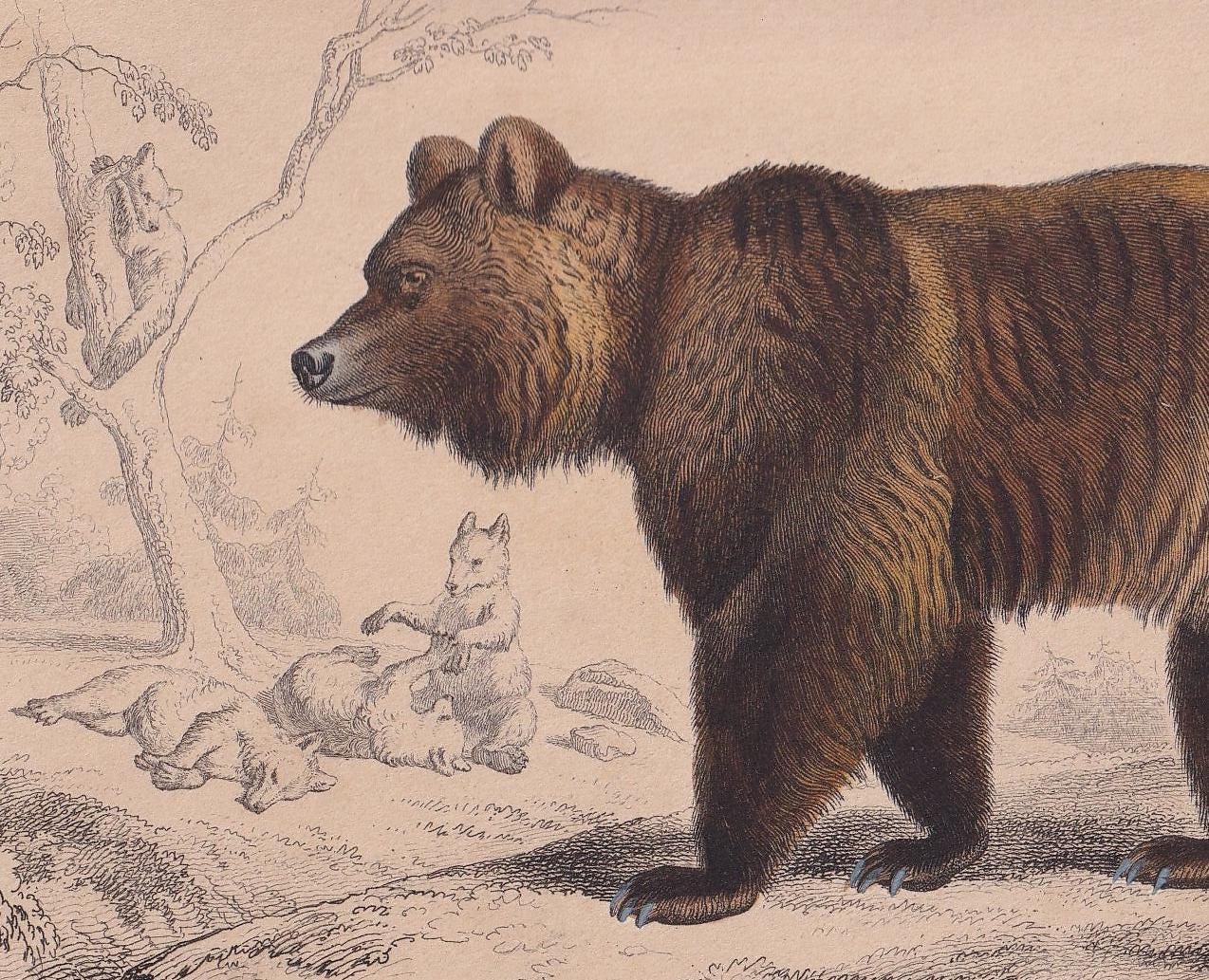 1861 BROWN BEAR Print - Hand-Coloured Antique Print - Orbigny - Bear Wall Art - Animal Gift Decor - Ursine - 9.75 x 5.75 Inch