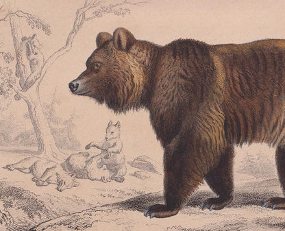 1861 BROWN BEAR Print - Hand-Coloured Antique Print - Orbigny - Bear Wall Art - Animal Gift Decor - Ursine - 9.75 x 5.75 Inch