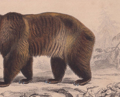 1861 BROWN BEAR Print - Hand-Coloured Antique Print - Orbigny - Bear Wall Art - Animal Gift Decor - Ursine - 9.75 x 5.75 Inch