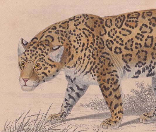 1861 JAGUAR Print - Hand-Coloured Antique Print - Orbigny - Big Cat Wall Art - Animal Gift Decor - 9.75 x 5.75 Inches