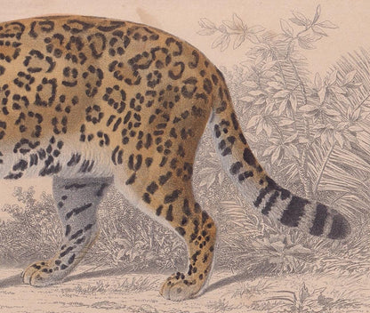 1861 JAGUAR Print - Hand-Coloured Antique Print - Orbigny - Big Cat Wall Art - Animal Gift Decor - 9.75 x 5.75 Inches
