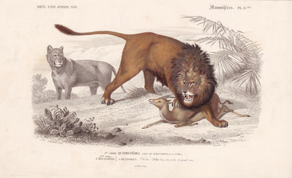 1861 LION Print - Hand-Coloured Antique Print - Orbigny - Big Cat Wall Art - Animal Gift Decor - 9.75 x 5.75 Inches