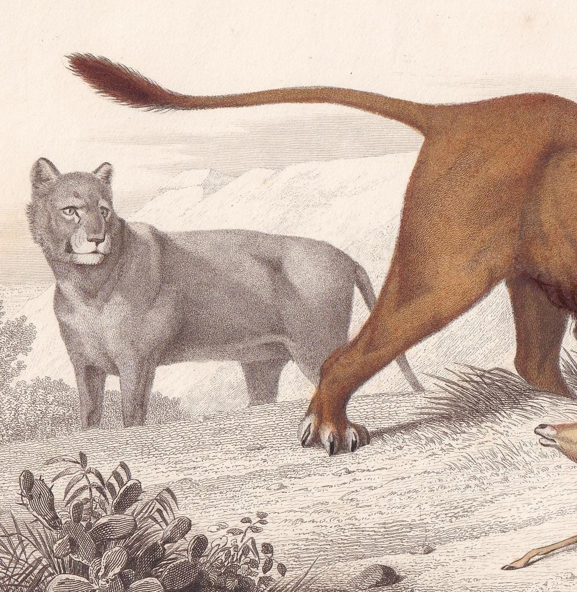 1861 LION Print - Hand-Coloured Antique Print - Orbigny - Big Cat Wall Art - Animal Gift Decor - 9.75 x 5.75 Inches