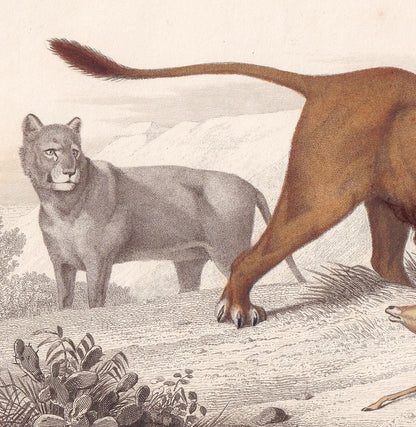 1861 LION Print - Hand-Coloured Antique Print - Orbigny - Big Cat Wall Art - Animal Gift Decor - 9.75 x 5.75 Inches