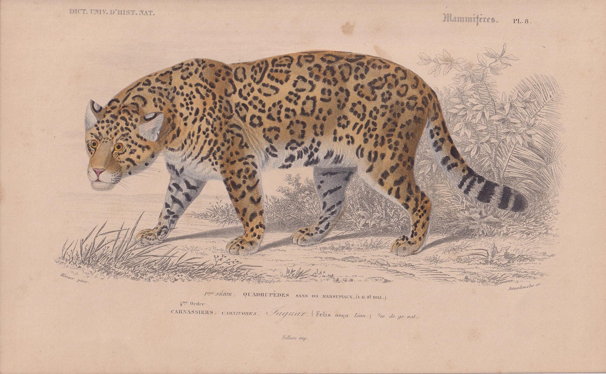 1861 JAGUAR Print - Hand-Coloured Antique Print - Orbigny - Big Cat Wall Art - Animal Gift Decor - 9.75 x 5.75 Inches