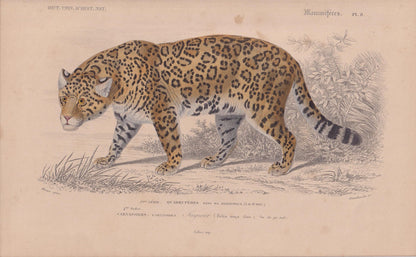 1861 JAGUAR Print - Hand-Coloured Antique Print - Orbigny - Big Cat Wall Art - Animal Gift Decor - 9.75 x 5.75 Inches