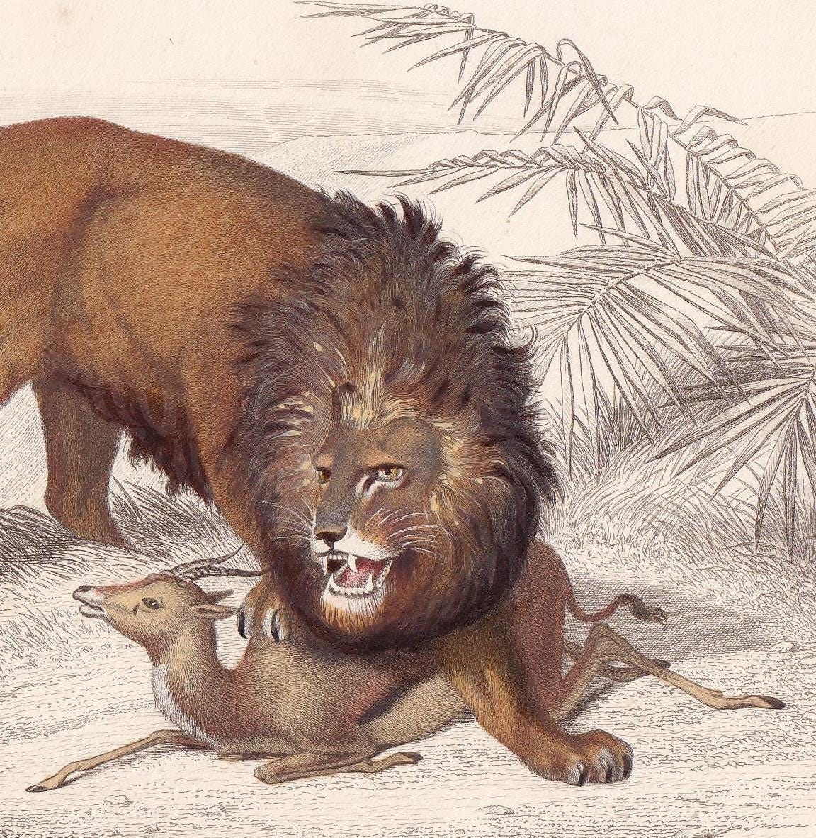 1861 LION Print - Hand-Coloured Antique Print - Orbigny - Big Cat Wall Art - Animal Gift Decor - 9.75 x 5.75 Inches