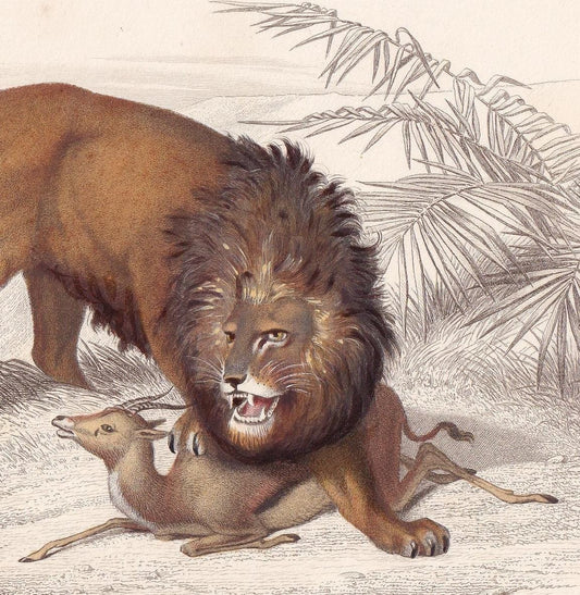 1861 LION Print - Hand-Coloured Antique Print - Orbigny - Big Cat Wall Art - Animal Gift Decor - 9.75 x 5.75 Inches