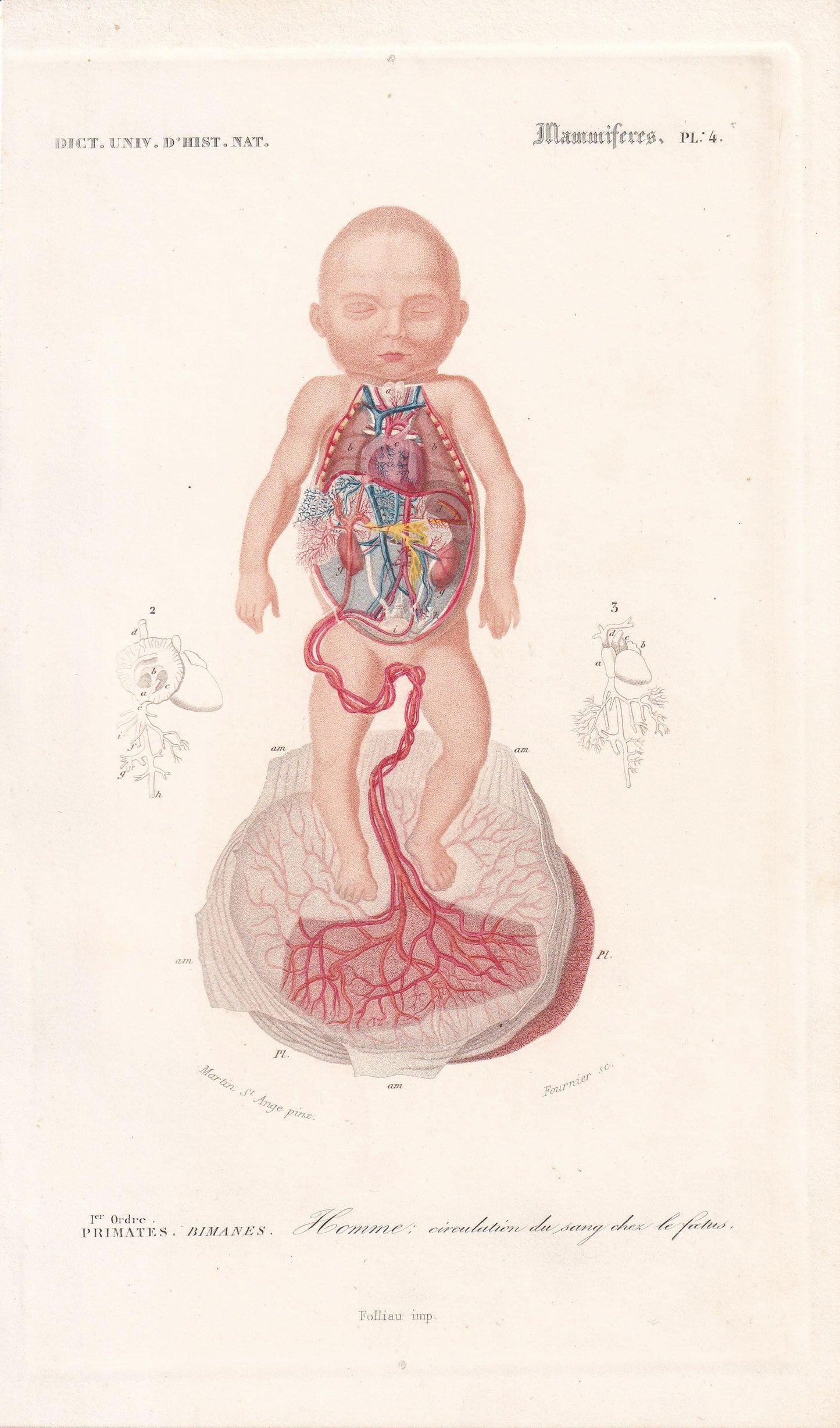 1861 FETUS ANATOMY Print - Hand-Coloured Antique Print - Orbigny - Baby Wall Art - Medicine Gift Decor - 5.75 x 9.75 Inches
