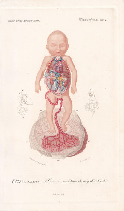 1861 FETUS ANATOMY Print - Hand-Coloured Antique Print - Orbigny - Baby Wall Art - Medicine Gift Decor - 5.75 x 9.75 Inches