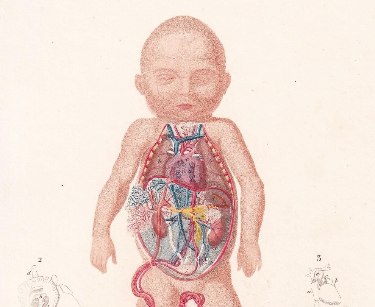 1861 FETUS ANATOMY Print - Hand-Coloured Antique Print - Orbigny - Baby Wall Art - Medicine Gift Decor - 5.75 x 9.75 Inches