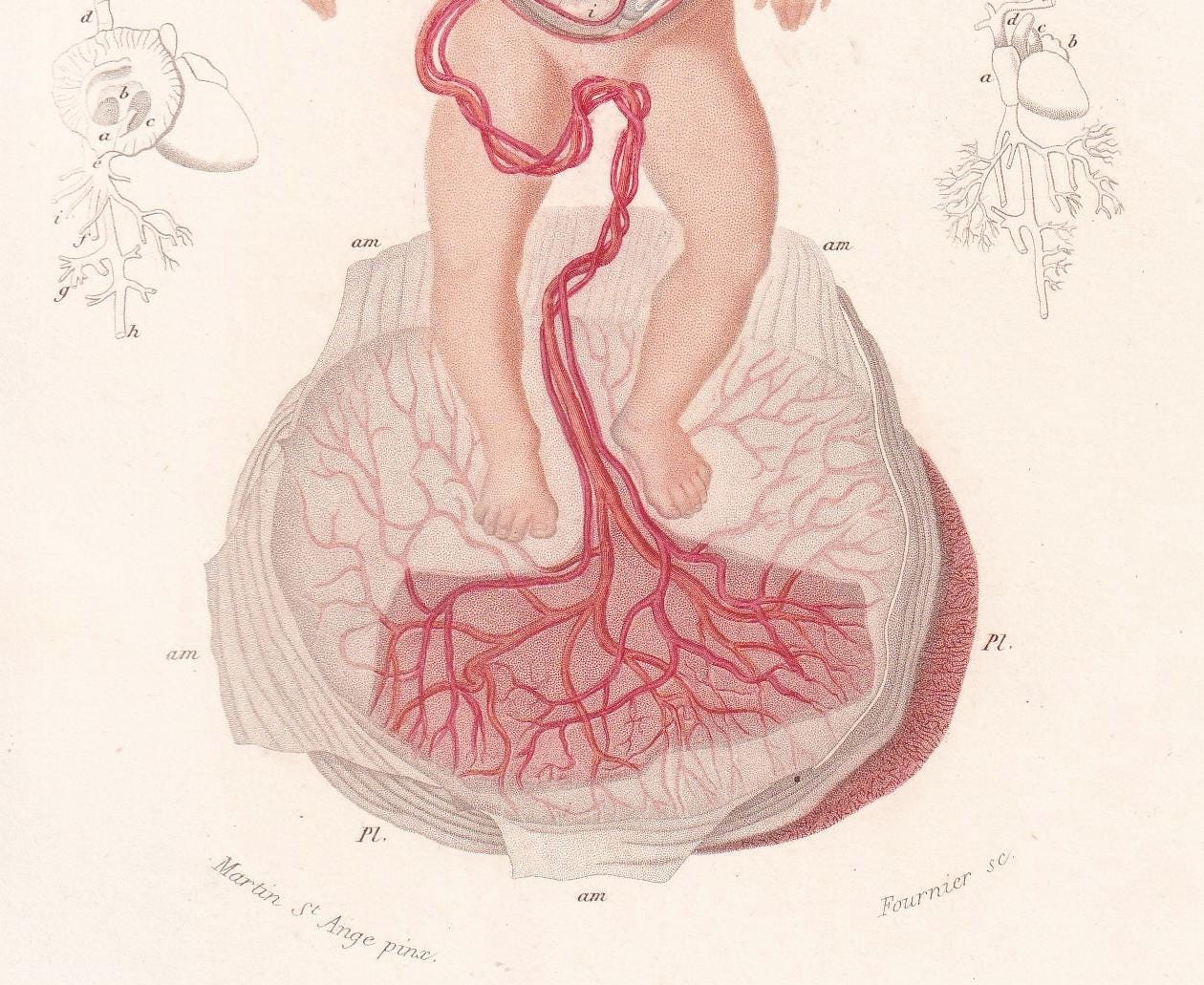 1861 FETUS ANATOMY Print - Hand-Coloured Antique Print - Orbigny - Baby Wall Art - Medicine Gift Decor - 5.75 x 9.75 Inches