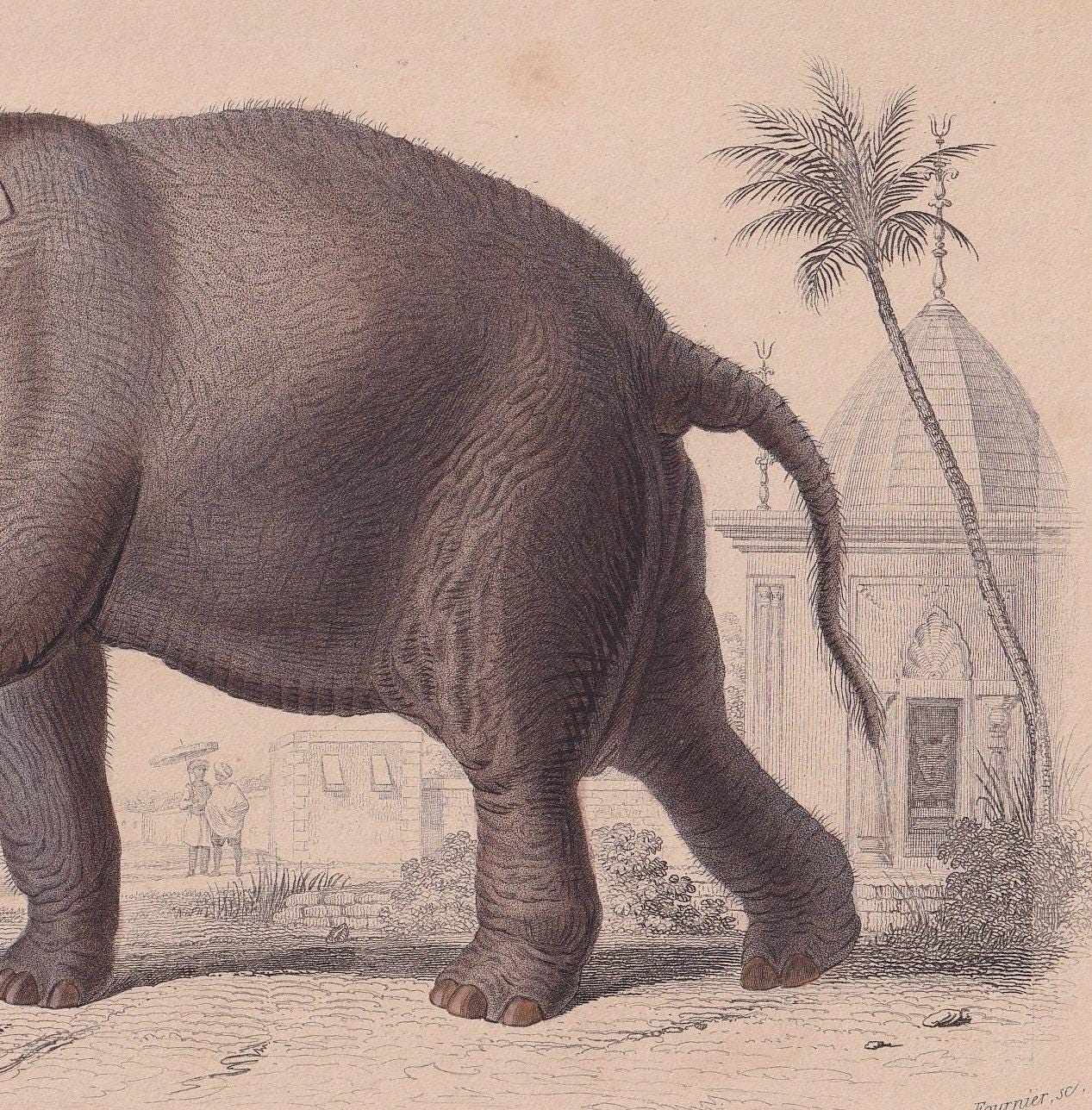 1861 INDIAN ELEPHANT Print - Hand-Coloured Antique Print - Orbigny - Elephant Wall Art - Animal Gift Decor - 9.75 x 5.75 Inch