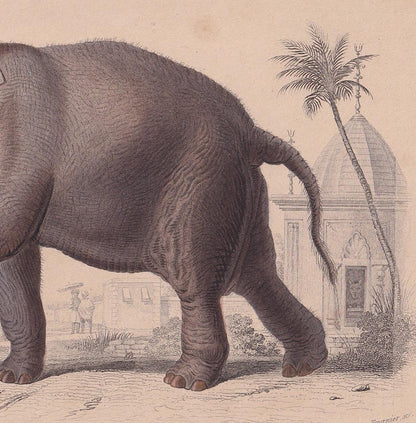 1861 INDIAN ELEPHANT Print - Hand-Coloured Antique Print - Orbigny - Elephant Wall Art - Animal Gift Decor - 9.75 x 5.75 Inch
