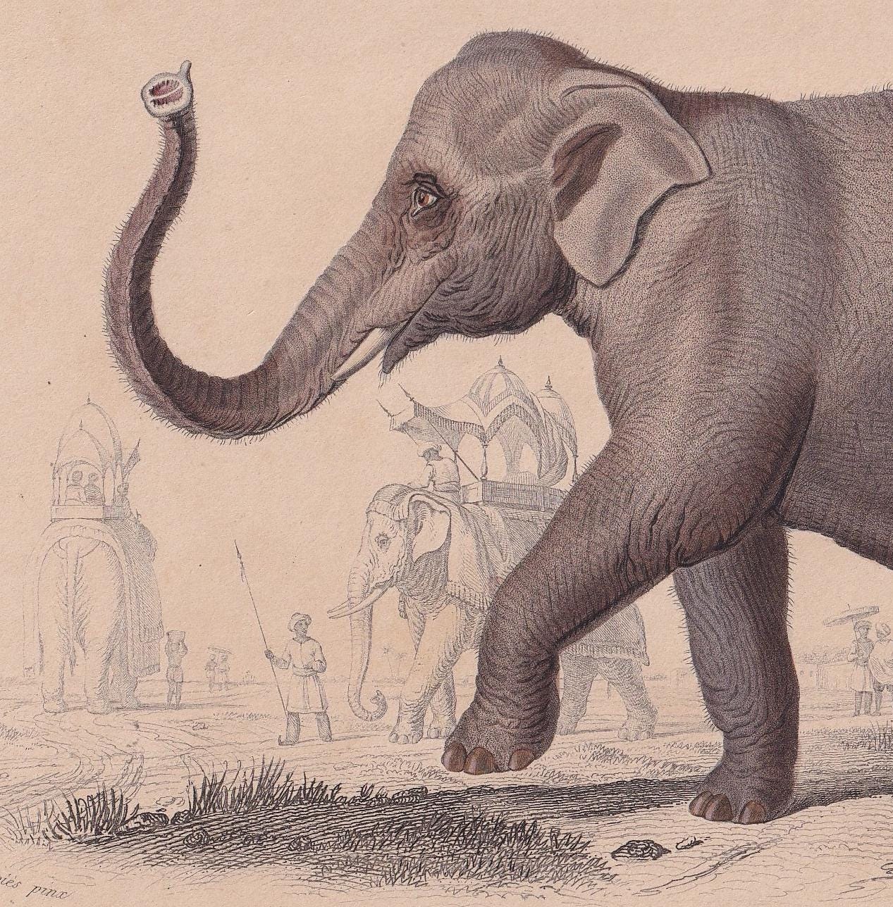 1861 INDIAN ELEPHANT Print - Hand-Coloured Antique Print - Orbigny - Elephant Wall Art - Animal Gift Decor - 9.75 x 5.75 Inch