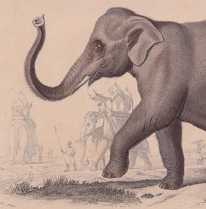 1861 INDIAN ELEPHANT Print - Hand-Coloured Antique Print - Orbigny - Elephant Wall Art - Animal Gift Decor - 9.75 x 5.75 Inch