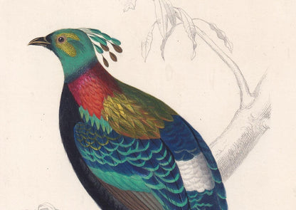 1861 HIMALAYAN MONAL PHEASANT Print - Hand-Coloured Antique Print - Orbigny - Bird Wall Art - Animal Gift Decor - 5.75 x 9.75