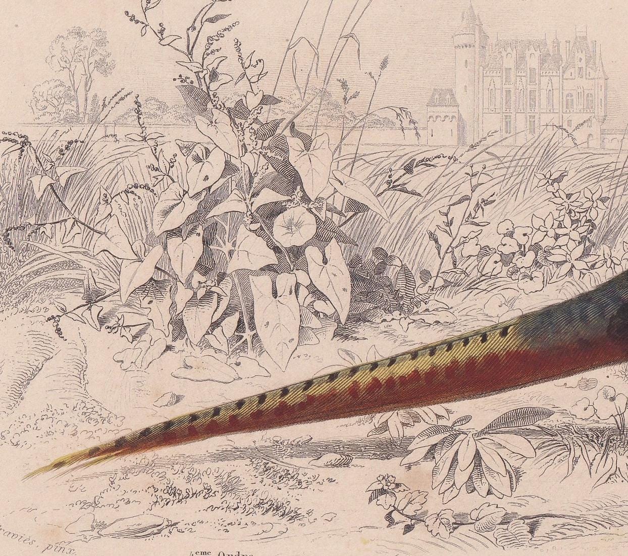 1861 PHEASANT Print - Hand-Coloured Antique Print - Orbigny - Bird Wall Art - Animal Gift Decor - 5.75 x 9.75 Inches