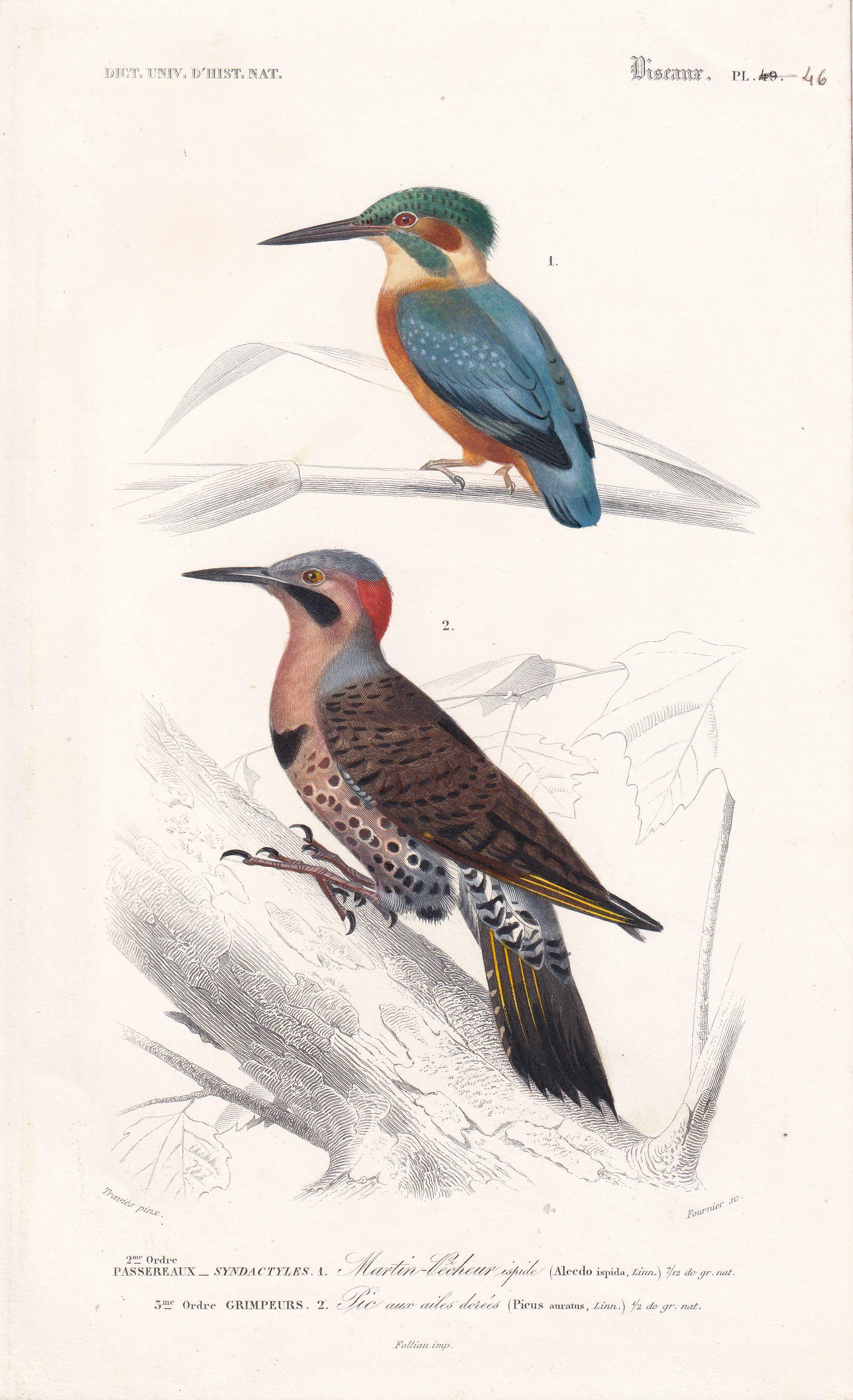 1861 KINGFISHER & FLICKER WOODPECKER Print - Hand-Coloured Antique Print - Orbigny - Bird Wall Art - Animal Gift Decor - 5.75 x 9.75 Inches