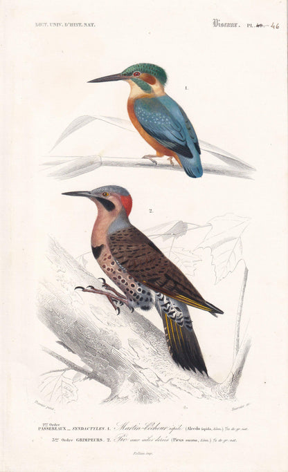1861 KINGFISHER & FLICKER WOODPECKER Print - Hand-Coloured Antique Print - Orbigny - Bird Wall Art - Animal Gift Decor - 5.75 x 9.75 Inches