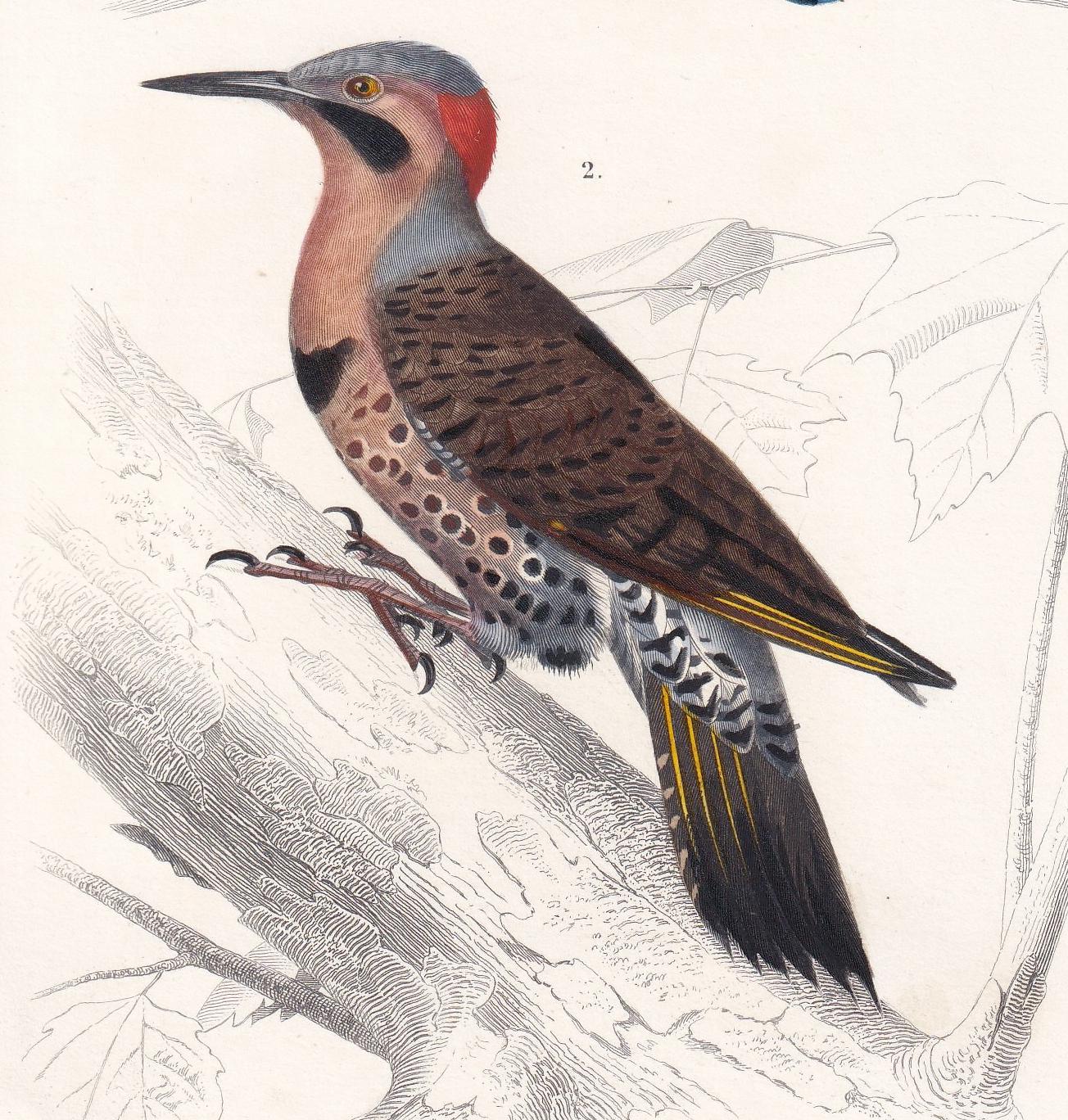 1861 KINGFISHER & FLICKER WOODPECKER Print - Hand-Coloured Antique Print - Orbigny - Bird Wall Art - Animal Gift Decor - 5.75 x 9.75 Inches