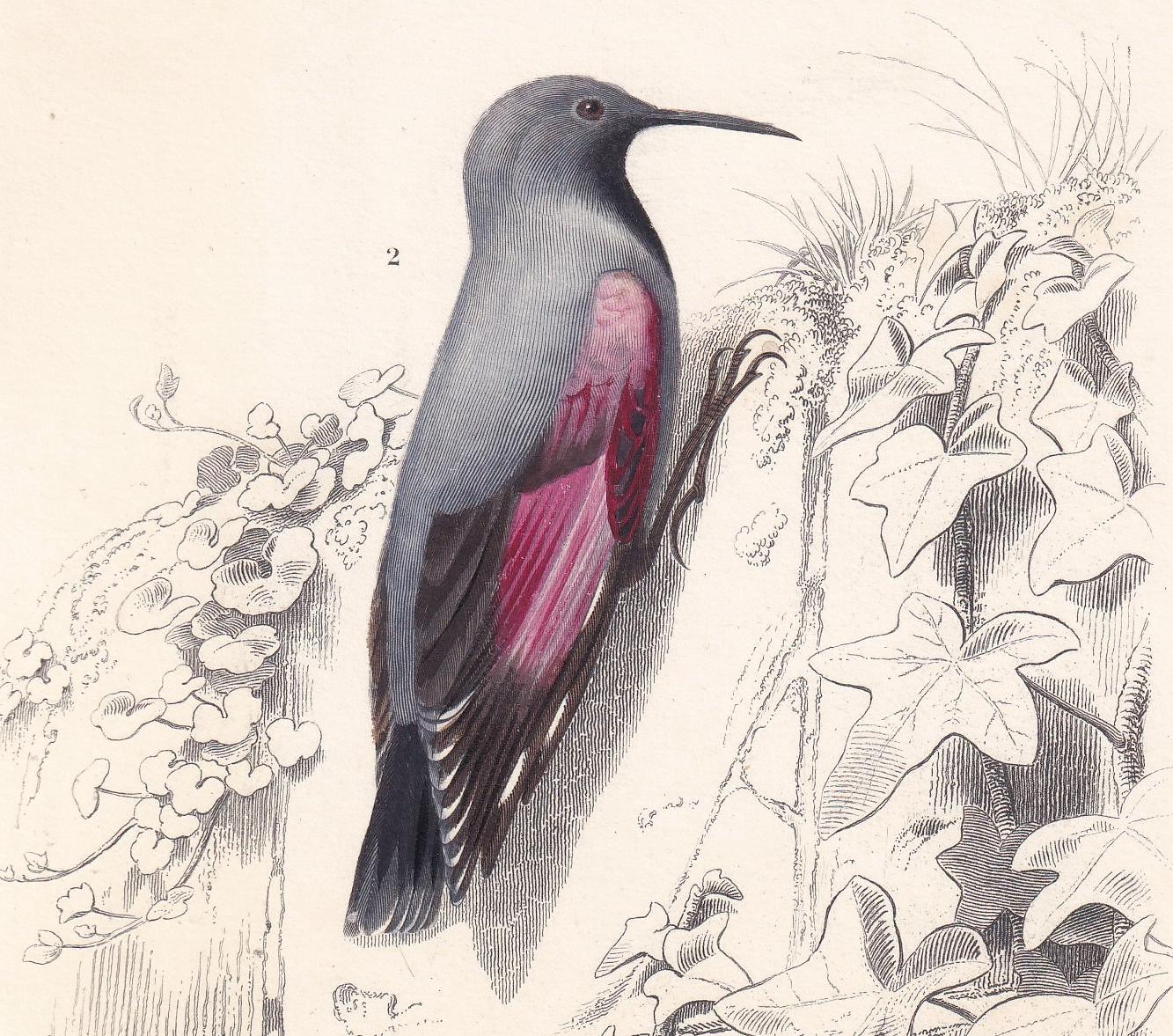 1861 WALLCREEPER & NUTHATCH BIRD Print - Hand-Coloured Antique Print - Orbigny - Bird Wall Art - Animal Gift Decor - 5.75 x 9