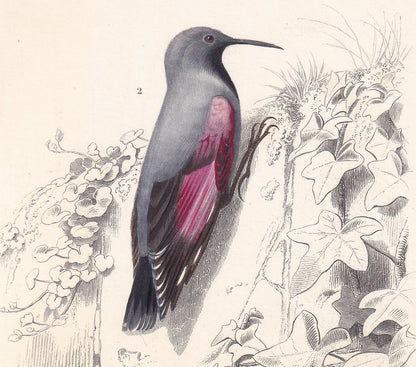 1861 WALLCREEPER & NUTHATCH BIRD Print - Hand-Coloured Antique Print - Orbigny - Bird Wall Art - Animal Gift Decor - 5.75 x 9
