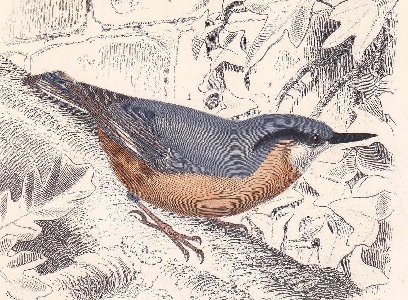 1861 WALLCREEPER & NUTHATCH BIRD Print - Hand-Coloured Antique Print - Orbigny - Bird Wall Art - Animal Gift Decor - 5.75 x 9