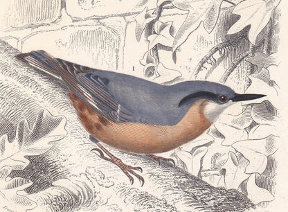 1861 WALLCREEPER & NUTHATCH BIRD Print - Hand-Coloured Antique Print - Orbigny - Bird Wall Art - Animal Gift Decor - 5.75 x 9