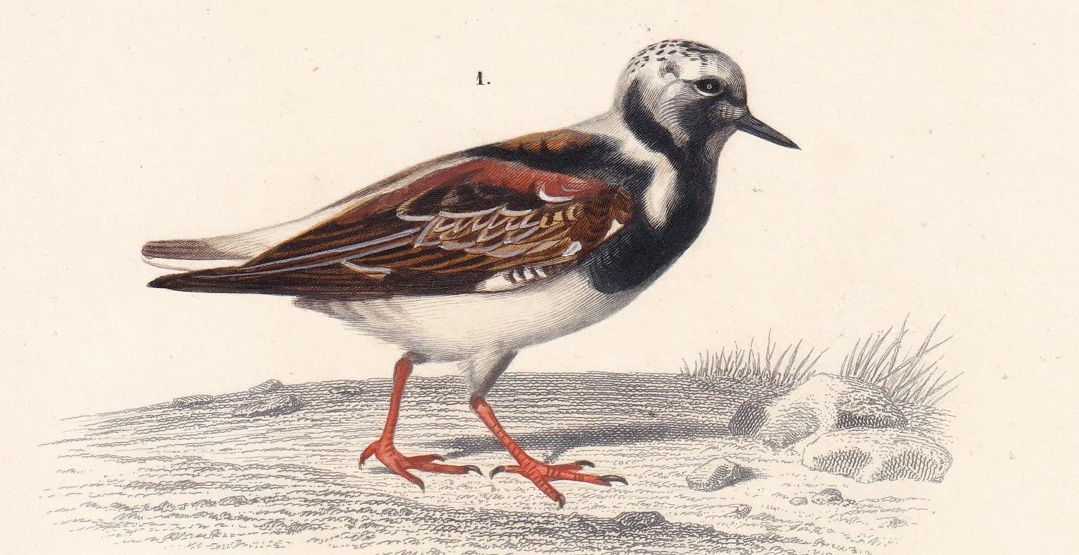 1861 TURNSTONE & STONE CURLEW Bird Print - Hand-Coloured Antique Print - Orbigny - Bird Wall Art - Animal Gift Decor - 5.75 x
