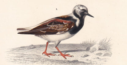1861 TURNSTONE & STONE CURLEW Bird Print - Hand-Coloured Antique Print - Orbigny - Bird Wall Art - Animal Gift Decor - 5.75 x