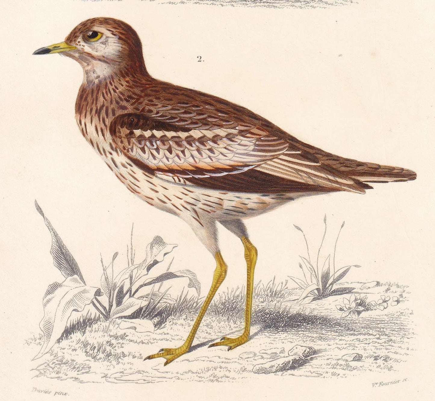 1861 TURNSTONE & STONE CURLEW Bird Print - Hand-Coloured Antique Print - Orbigny - Bird Wall Art - Animal Gift Decor - 5.75 x