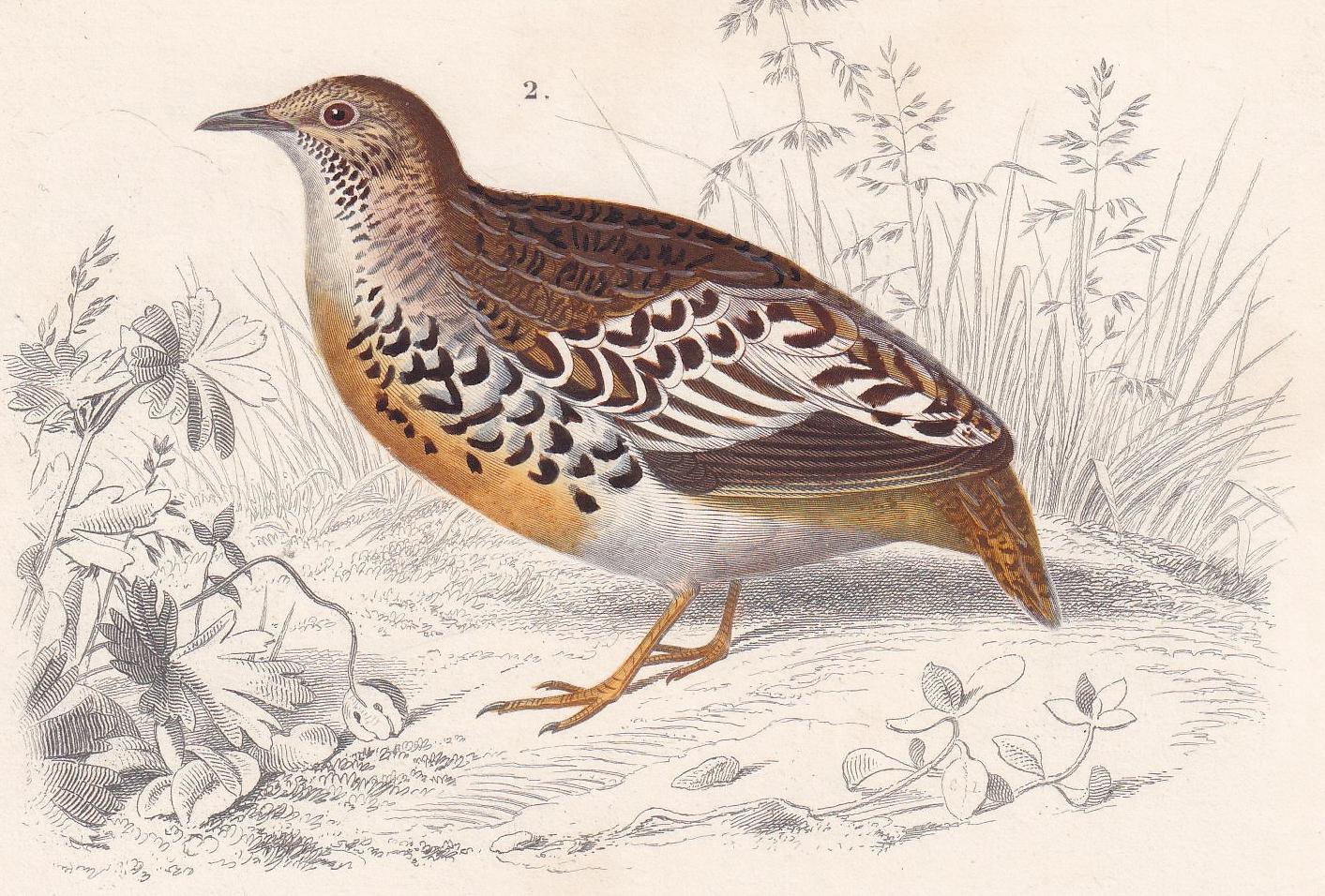 1861 SANDGROUSE & BUTTON QUAIL Bird Print - Hand-Coloured Antique Print - Orbigny - Bird Wall Art - Animal Gift Decor - 5.75 