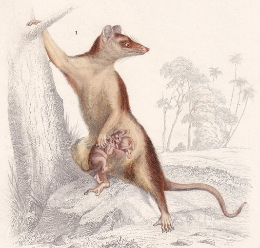1861 OPOSSUM Print - Hand-Coloured Antique Print - Orbigny - Possum Wall Art - Animal Gift Decor - 5.75 x 9.75 Inches