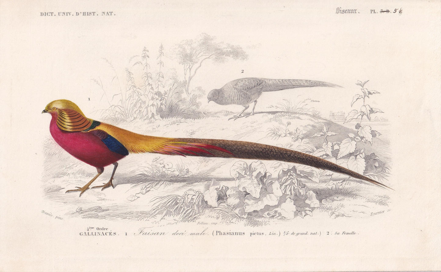1861 GOLDEN PHEASANT Print - Hand-Coloured Antique Print - Orbigny - Bird Wall Art - Animal Gift Decor - 5.75 x 9.75 Inches