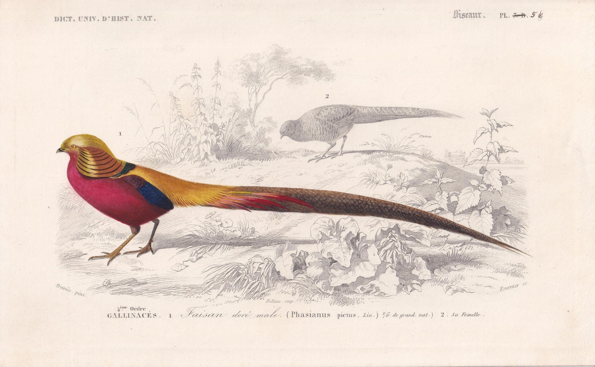1861 GOLDEN PHEASANT Print - Hand-Coloured Antique Print - Orbigny - Bird Wall Art - Animal Gift Decor - 5.75 x 9.75 Inches
