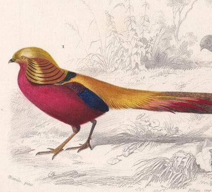 1861 GOLDEN PHEASANT Print - Hand-Coloured Antique Print - Orbigny - Bird Wall Art - Animal Gift Decor - 5.75 x 9.75 Inches
