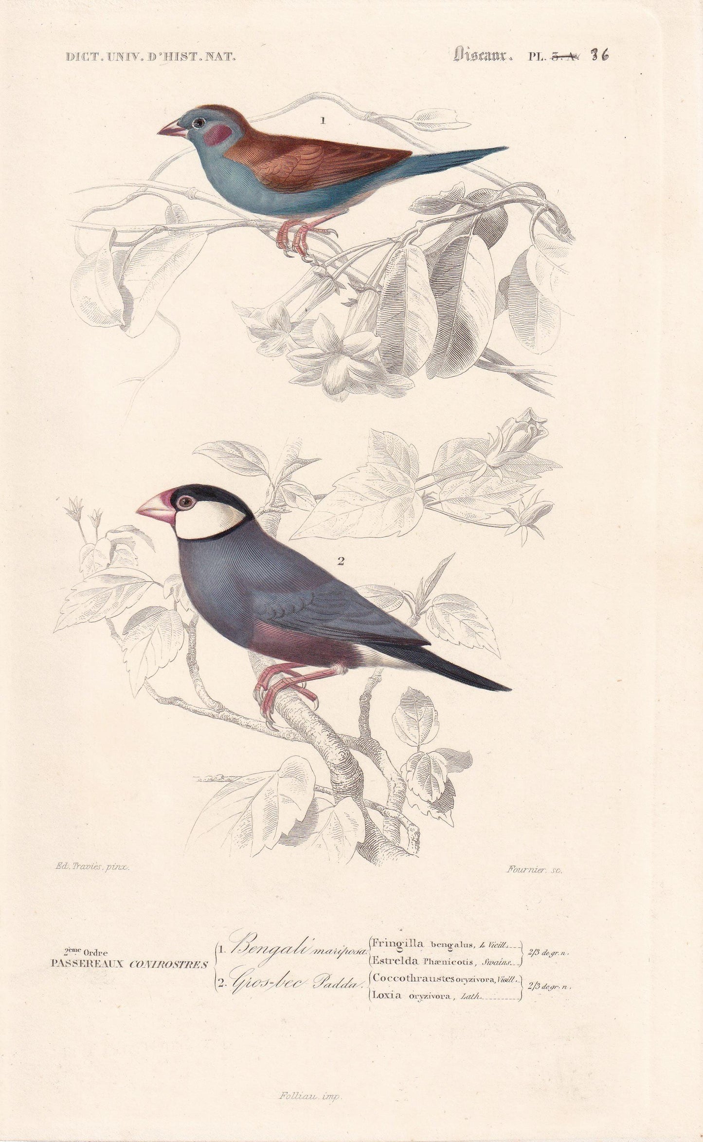 1861 CORDONBLEU & JAVA SPARROW Bird Print - Hand-Coloured Antique Print - Orbigny - Bird Wall Art - Animal Gift Decor - 5.75 