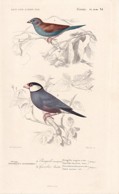1861 CORDONBLEU & JAVA SPARROW Bird Print - Hand-Coloured Antique Print - Orbigny - Bird Wall Art - Animal Gift Decor - 5.75 