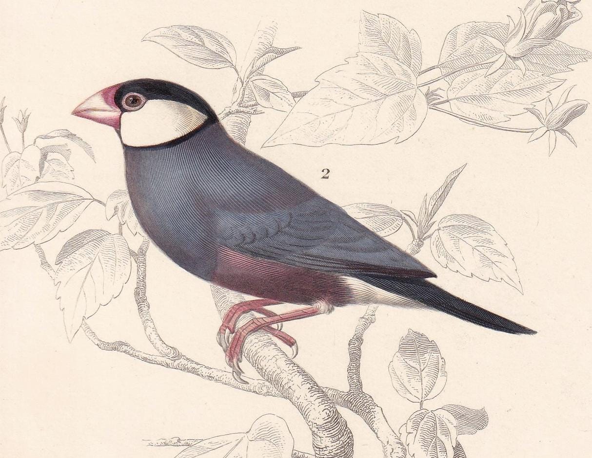 1861 CORDONBLEU & JAVA SPARROW Bird Print - Hand-Coloured Antique Print - Orbigny - Bird Wall Art - Animal Gift Decor - 5.75 