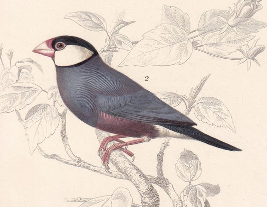1861 CORDONBLEU & JAVA SPARROW Bird Print - Hand-Coloured Antique Print - Orbigny - Bird Wall Art - Animal Gift Decor - 5.75 