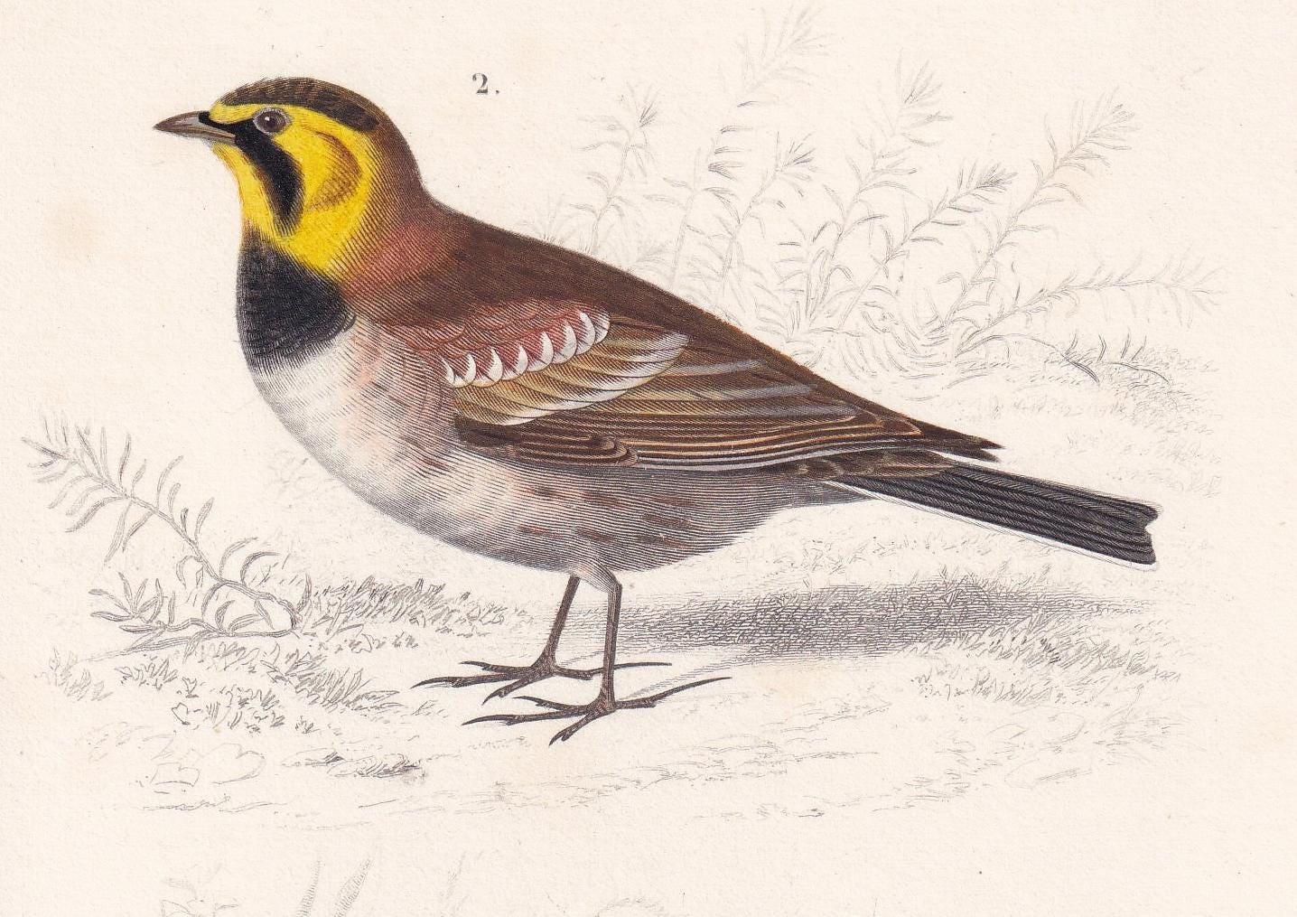 1861 RICHARD'S PIPIT & Horned Lark Print - Hand-Coloured Antique Print - Orbigny - Bird Wall Art - Animal Gift Decor - 5.75 x