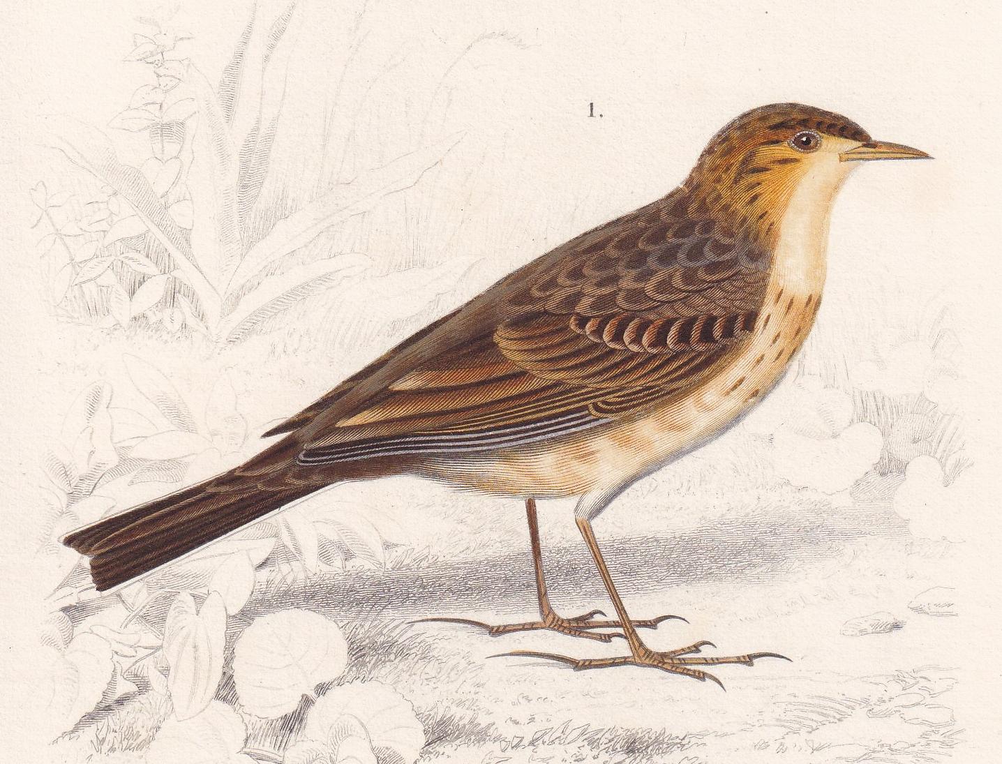 1861 RICHARD'S PIPIT & Horned Lark Print - Hand-Coloured Antique Print - Orbigny - Bird Wall Art - Animal Gift Decor - 5.75 x